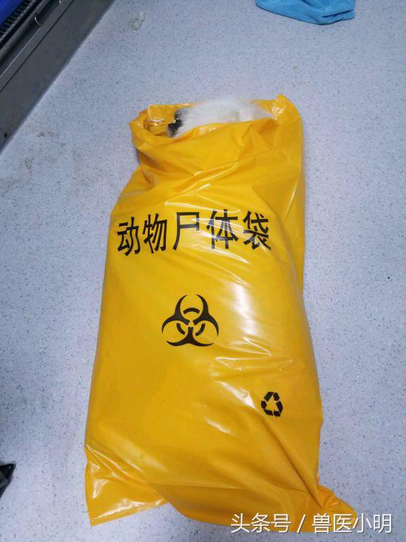 萨摩耶犬中暑怎么救,萨摩耶被寄养受伤