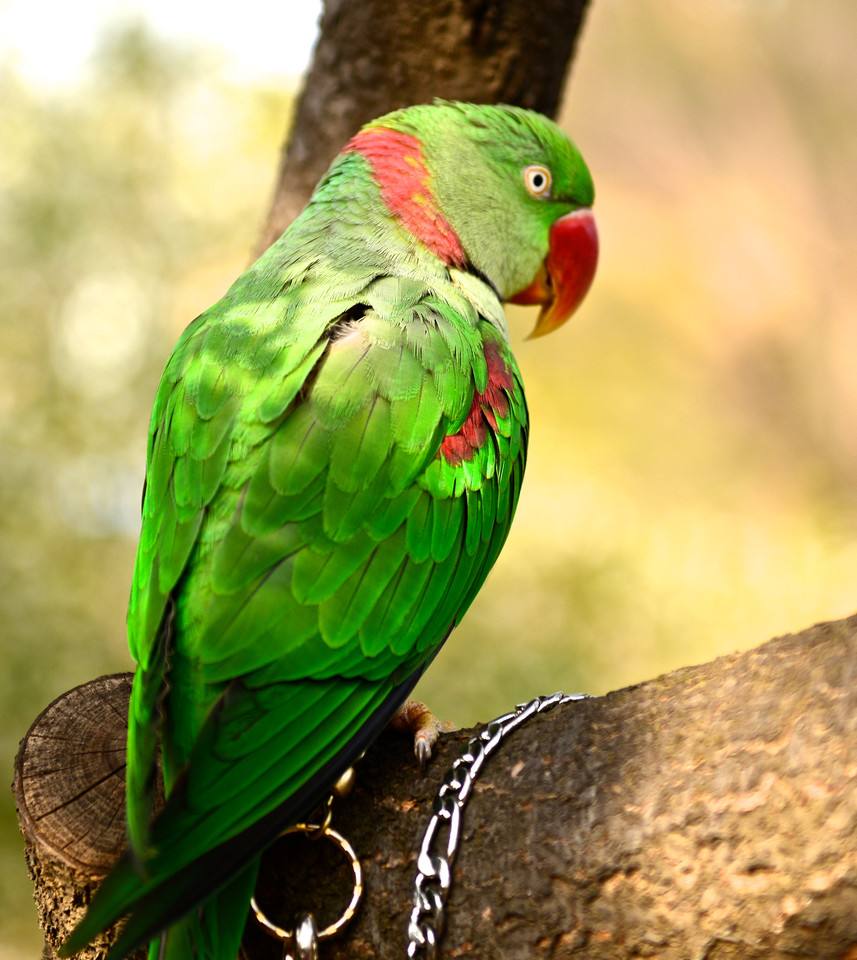 鹦鹉突然狂扇翅膀大叫是为什么,鹦鹉在家里乱叫怎么办