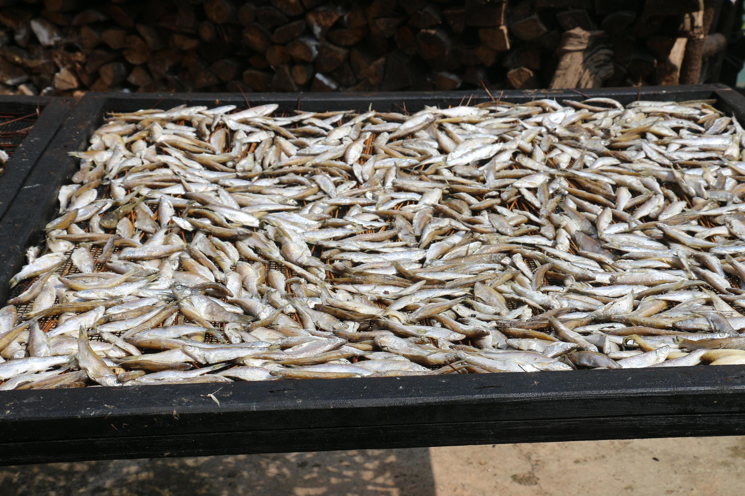 黔东南剑河县清水江鱼种大全,剑河县清水江有什么鱼