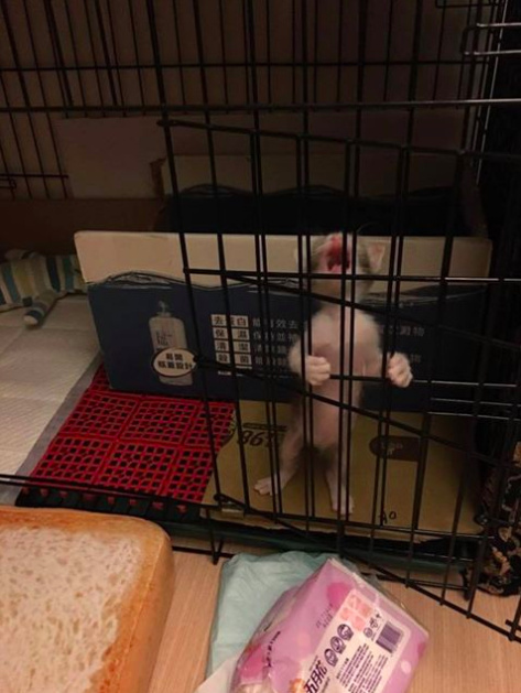 猫咪钻进细缝里怎样才能出来,怎么让猫咪进到大纸箱里面