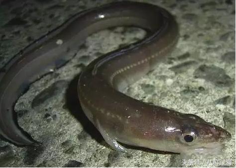 鳗鱼的智商有多高,鳗鱼的神奇之处