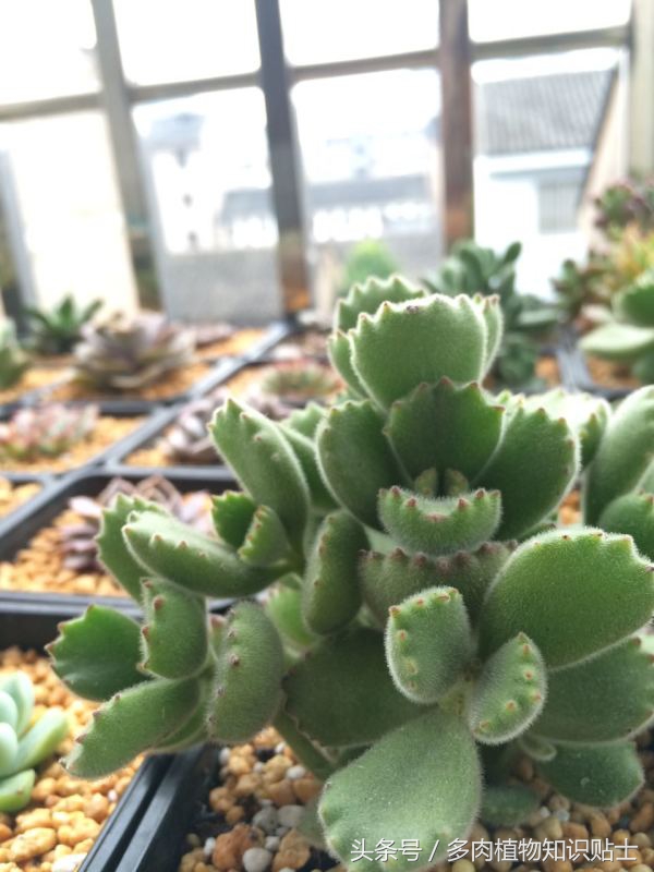 多肉熊童子夜晚零下3度会冻伤吗,多肉熊童子叶子上的灰尘怎么办