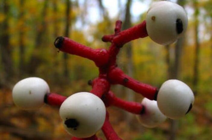 自然界最常见的菌类,令人无法解释的奇怪菌类