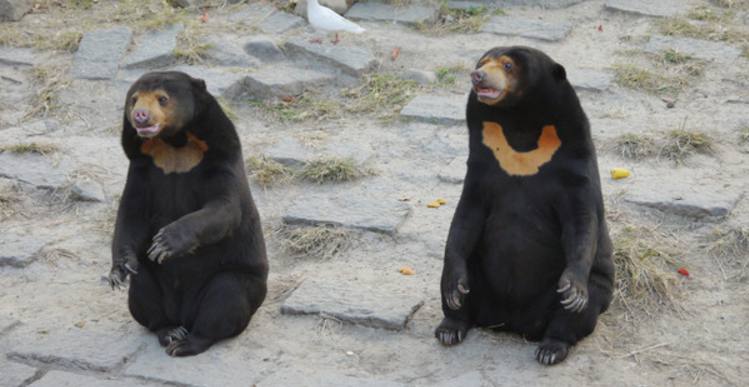 某女卧病在床久治不愈，赤脚医生竟扬言要用*胆熊**还魂！