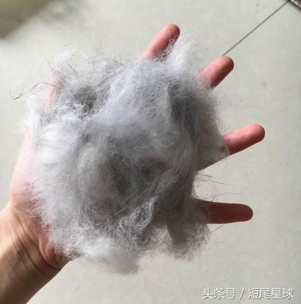 兔子夏季脱毛怎么弄,兔子夏季脱毛是怎么回事