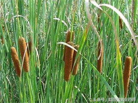 每日一味中药蒲黄,类似生蒲黄的中药