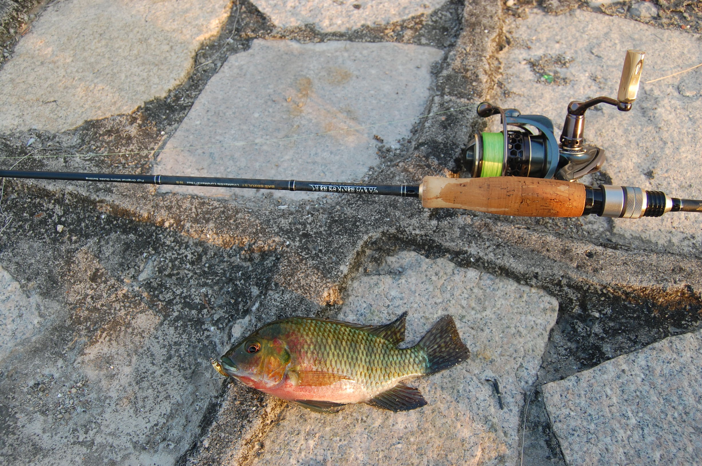 新手罗非鱼钓法,新手罗非鱼