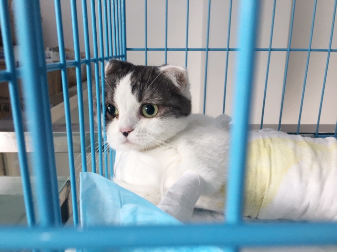 猫咪为什么爱舔小猫屁股,猫咪为啥会舔小猫屁股