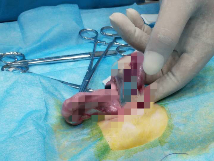 猫咪为什么爱舔小猫屁股,猫咪为啥会舔小猫屁股