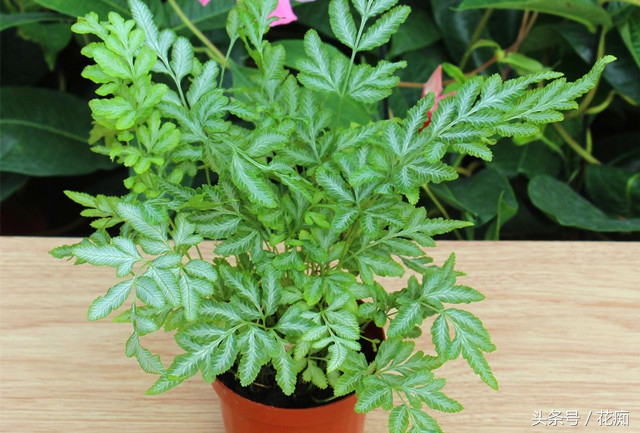 有几种蕨不让种,好养的蕨类绿植有哪些种类