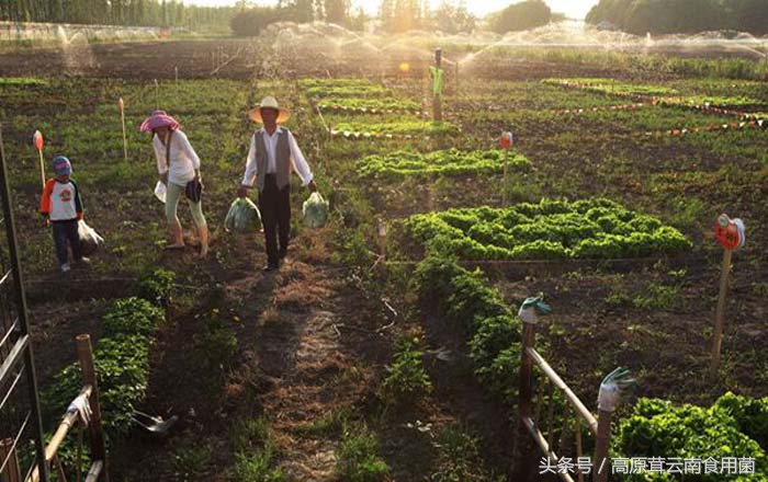 农村赚钱点子,农村致富新点子