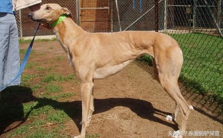 格力犬怎么能达到最佳态势,格力小知识视频