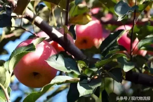 抢占“鲜”机，这家快递巨头正助力田间美味速送全国