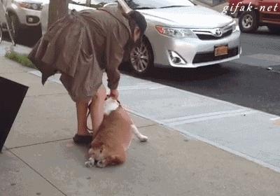 出门遛狗狗不拉屎怎么办,遛狗狗狗不愿意回家