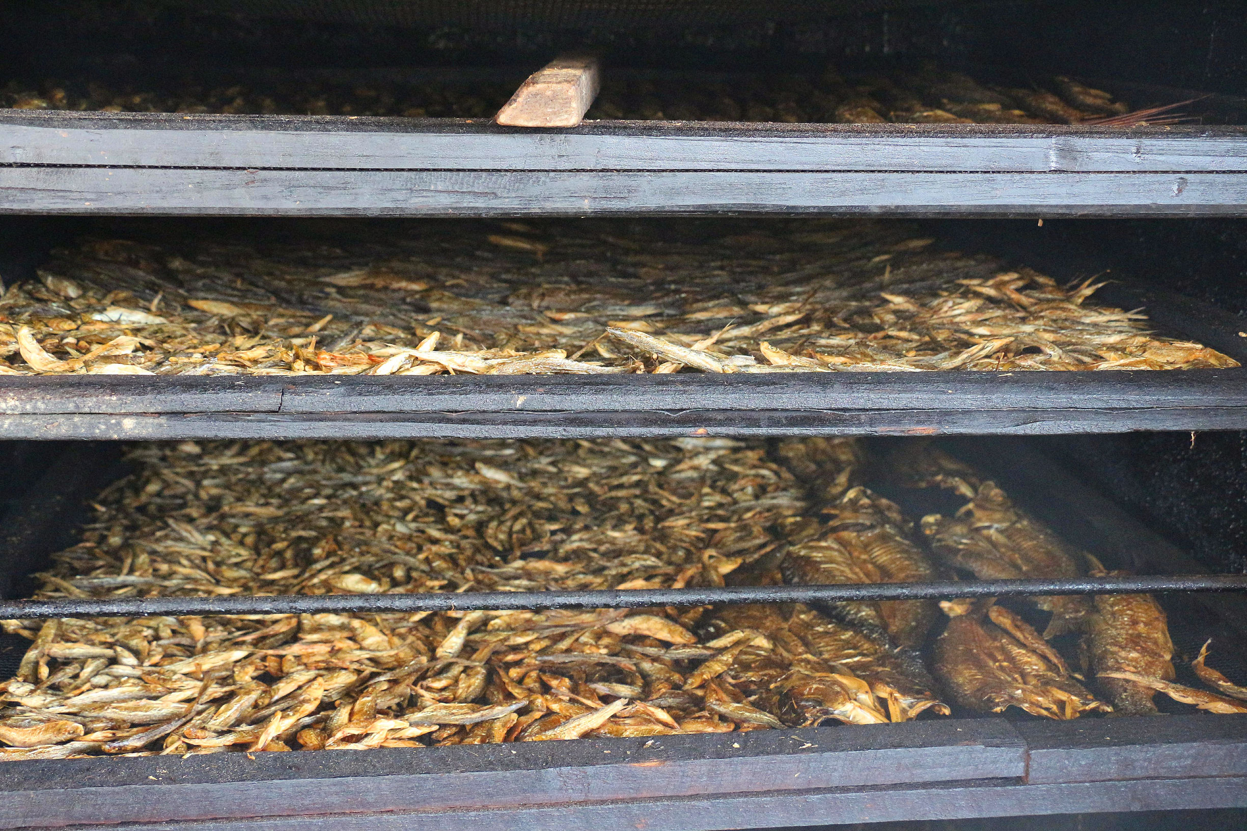 黔东南剑河县清水江鱼种大全,剑河县清水江有什么鱼