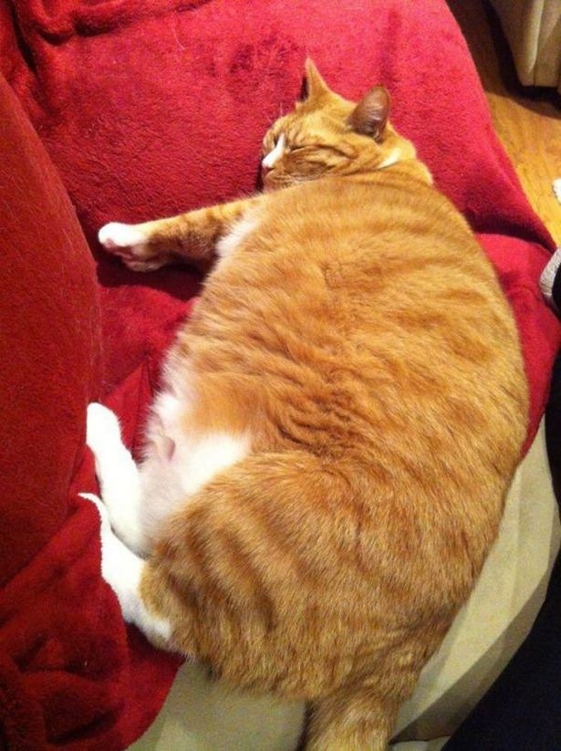 猫咪钻进细缝里怎样才能出来,怎么让猫咪进到大纸箱里面