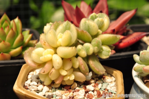 多肉熊童子夜晚零下3度会冻伤吗,多肉熊童子叶子上的灰尘怎么办