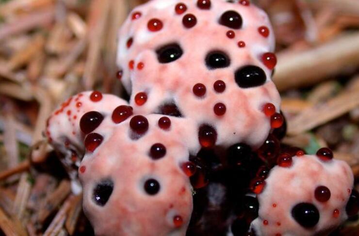 自然界最常见的菌类,令人无法解释的奇怪菌类