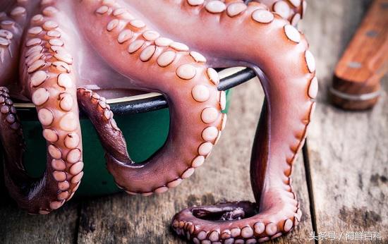 墨鱼的营养价值墨鱼的功效与作用墨鱼和鱿鱼的区别