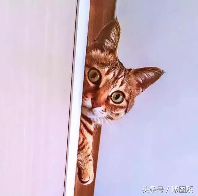 修图师会用哪些修图软件,修图师都用ps么