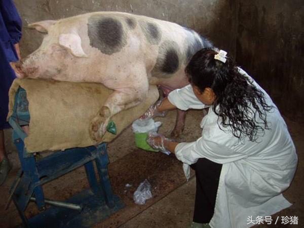 公猪感染蓝耳病毒的症状,母猪大肠杆菌怎么防治