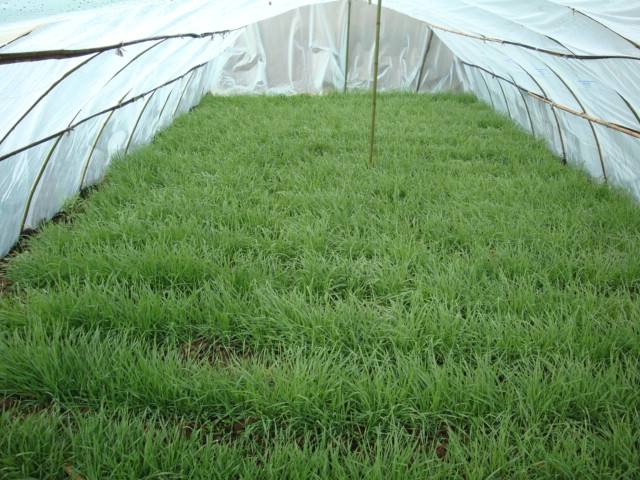 蝗虫养殖一亩产多少斤,蝗虫养殖怎么找销路