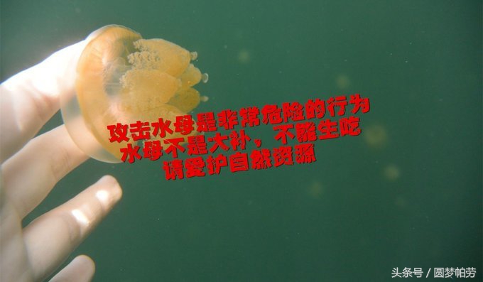 帕劳自由行旅行,帕劳自由行哪里最好玩