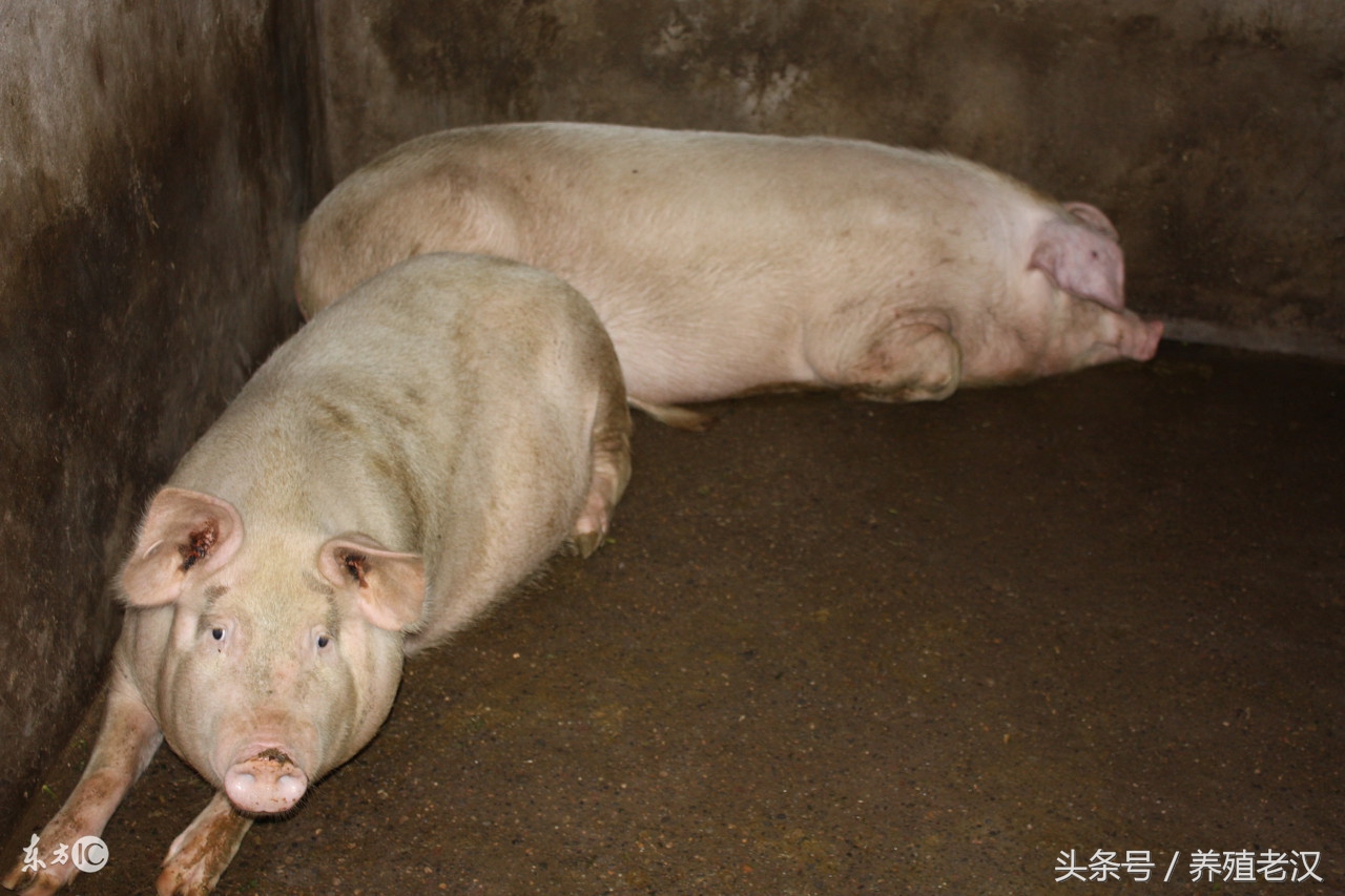 猪发烧猪身发红吗,猪低烧35度以下的正确治疗方法