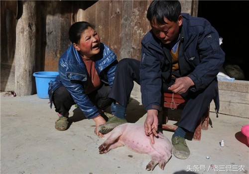 农村阉鸡，相信大家都见过！但第三种阉，相信很多人没见过！