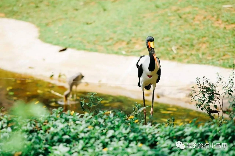 珠海长隆野生动物园旅游攻略,广州长隆自驾游旅游攻略