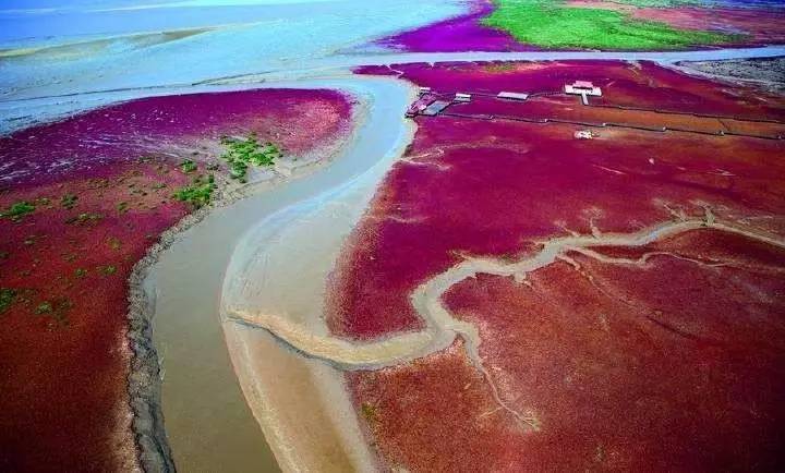 湿地陆地植物有哪些,湿地里的仙人掌