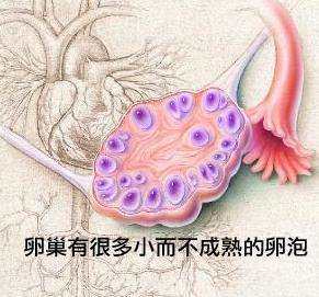 卵泡发育不良跟激素有关吗,备孕促进卵泡发育