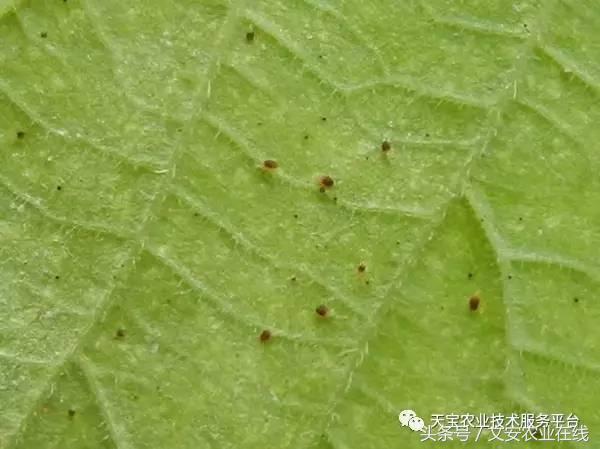 生物杀虫剂十大品牌,十大灭跳蚤最快的杀虫剂