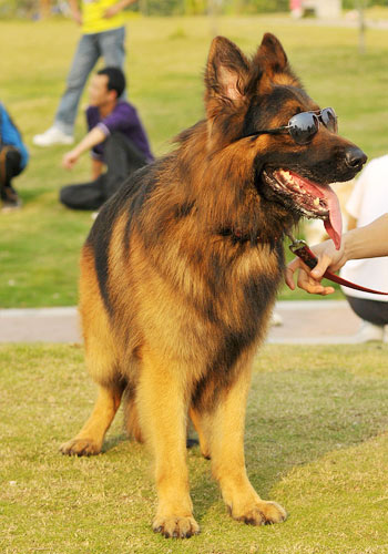 狗狗健康护理,怀孕狗狗的养护关注事项