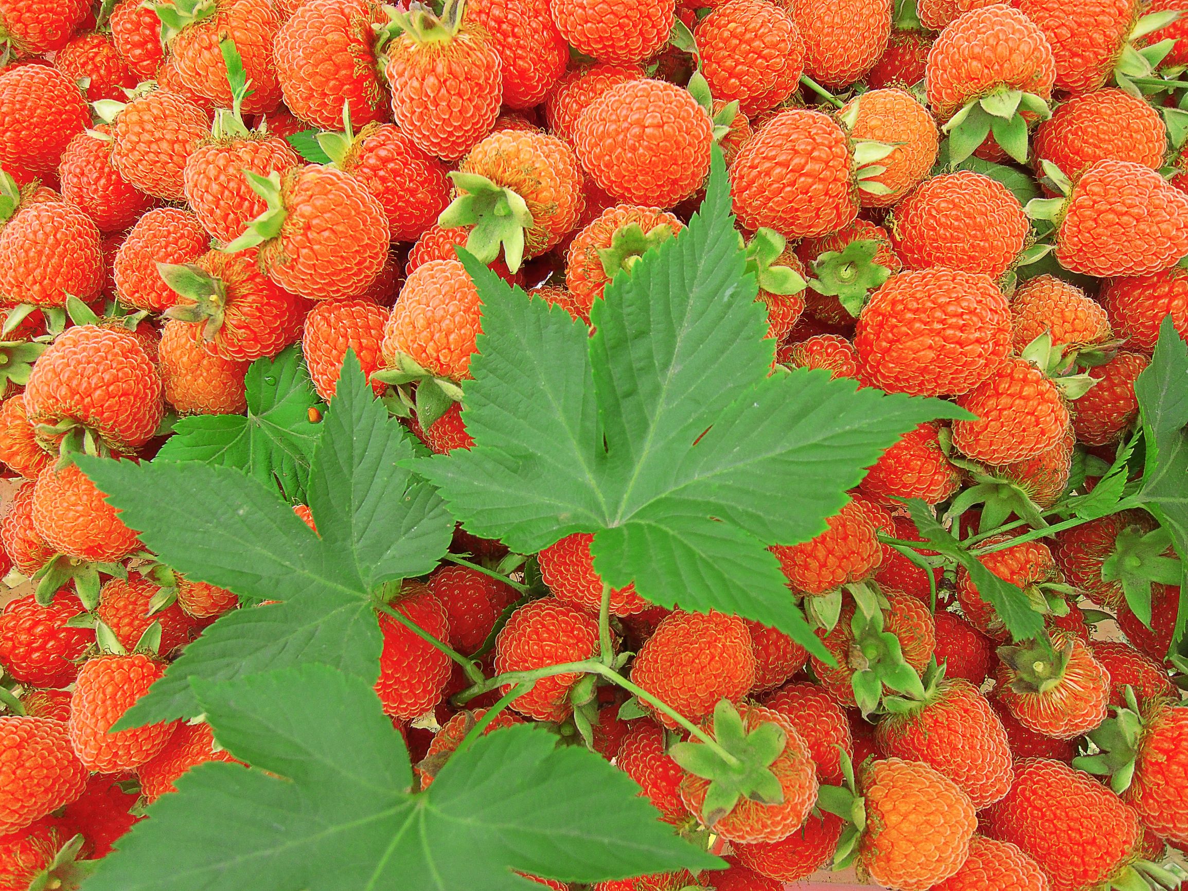 原来你是这样的神奇仙果