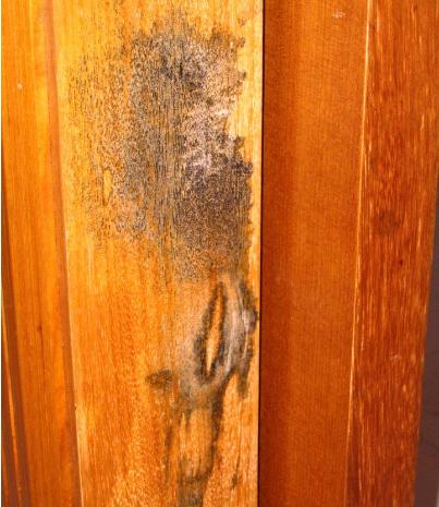 卫生间门套发霉怎么处理,家里房门门套发霉了怎么办