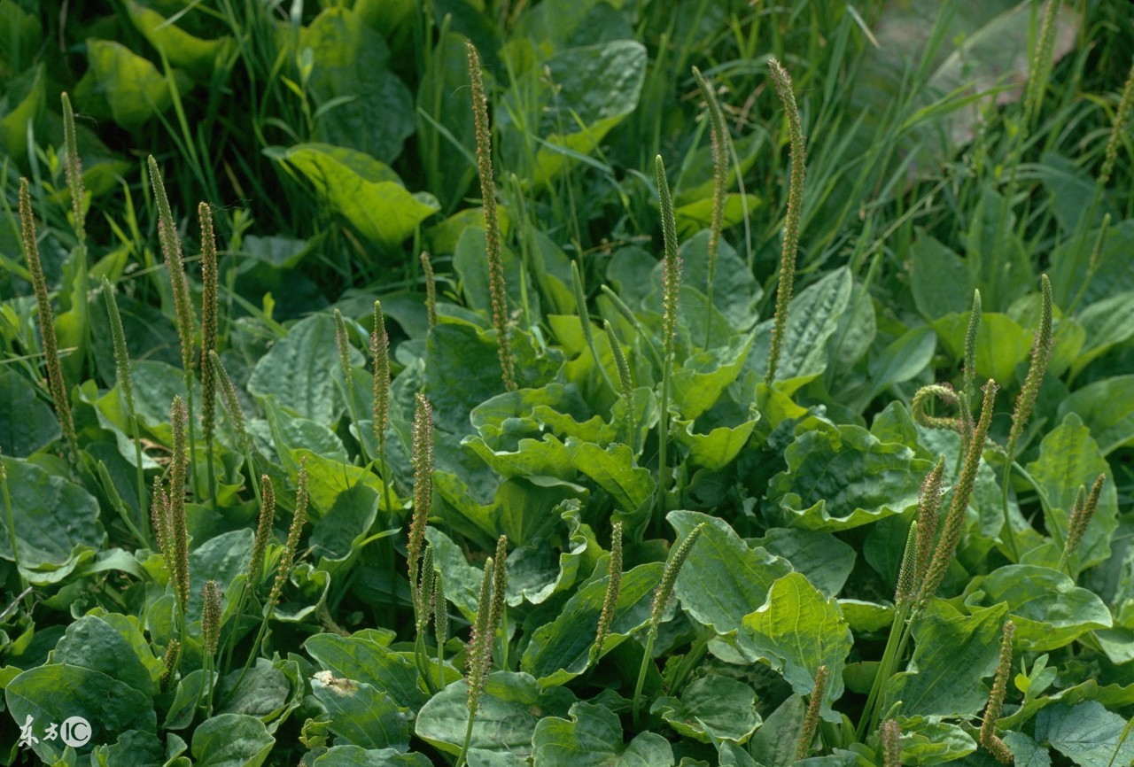 车前草能治痛风吗怎么吃,车前草治痛风吗有何功效与作用