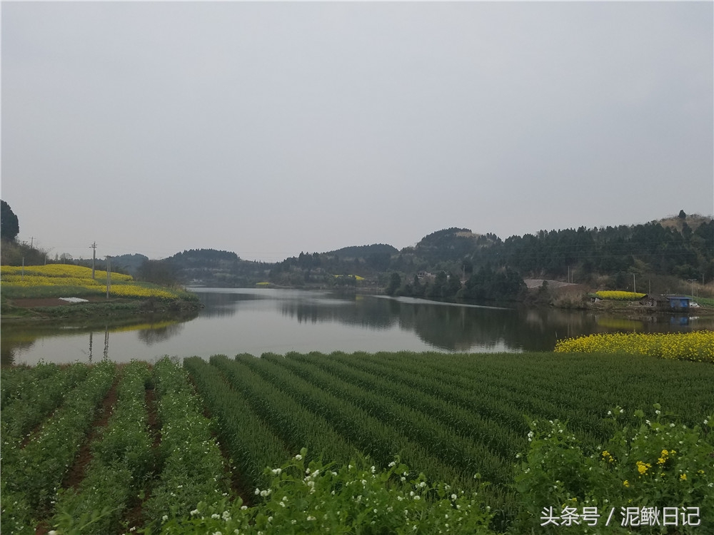 养殖泥鳅的实用指南,泥鳅养殖到底如何
