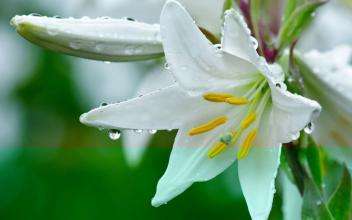 百合百年好合的功效与作用,百合花除了百年好合还有什么寓意