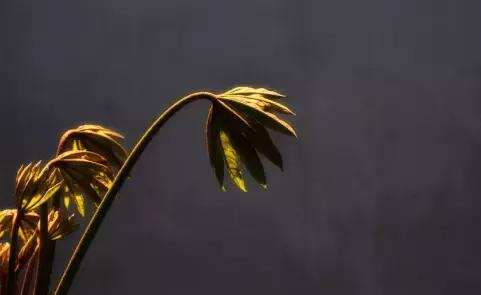 七情六欲是哪七情哪六欲具体解释,七情六欲是哪七情哪六欲图片