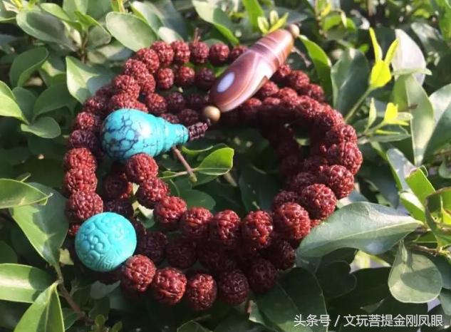 小金刚菩提清理到什么程度,小金刚菩提下水怎么清理