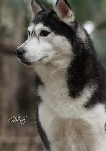 狗狗健康护理,怀孕狗狗的养护关注事项