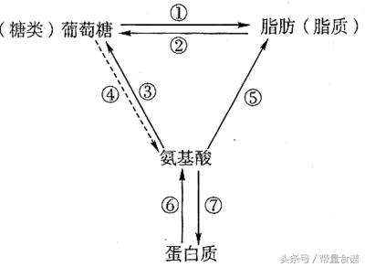 糖尿病嘴馋到无法控制怎么办,血糖高少吃主食但饿得快怎么办