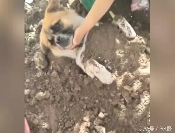 小女孩用泥土玩“埋狗”游戏，狗狗一脸生无可恋的任埋