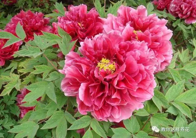 中国国花有什么样的品质,中国国花有什么品质