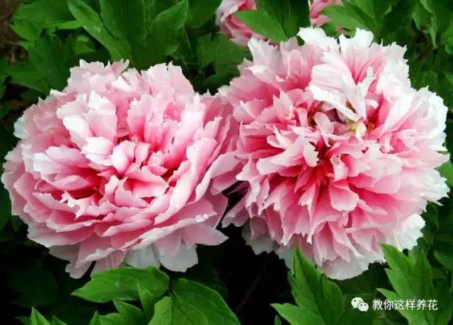 中国国花有什么样的品质,中国国花有什么品质