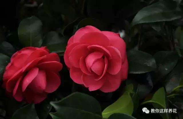 中国国花有什么样的品质,中国国花有什么品质