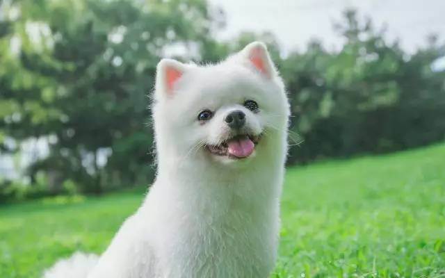 狗狗误食大量益生菌怎么办,狗狗轻微食物中毒自救三招