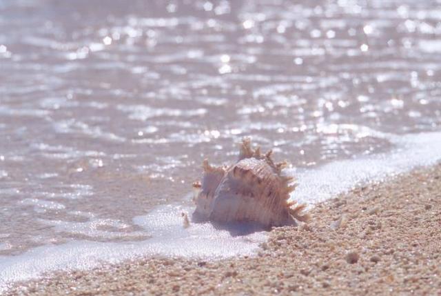 厦门人为什么不吃罗非鱼,厦门哪些海螺不能吃