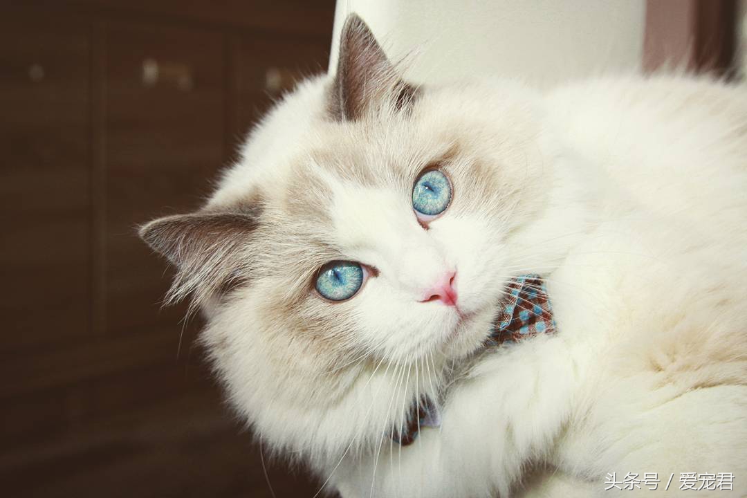 猫咪郁闷可吃什么药,怎么纠正猫咪玩耍喜欢伸爪子